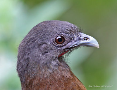 Plain Chachalaca