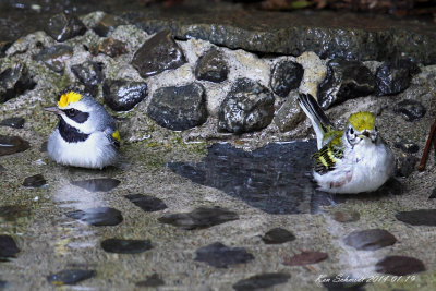 Golden-winged and Chestnut-sided warblers