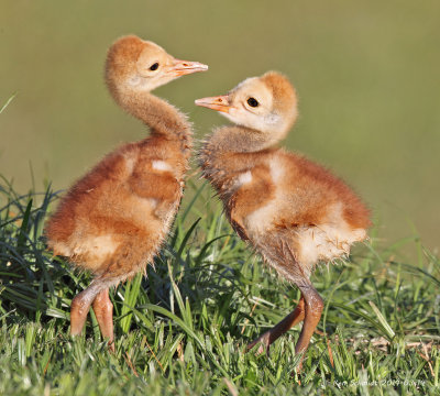 Sandhill Crane chicks