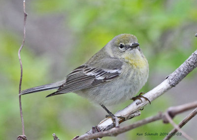 female Pine Warbler