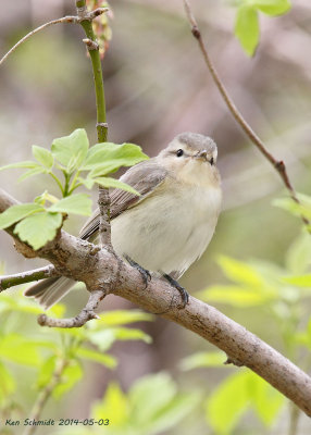 Warbling Vireo