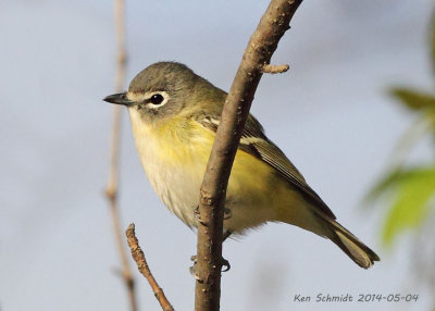 Blue-headed Vireo