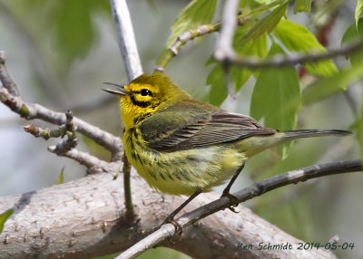 Prairie Warbler