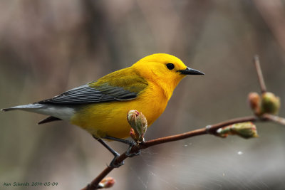 Prothonotary  Warbler