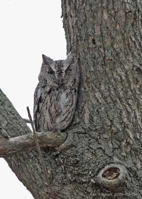 Screech Owl