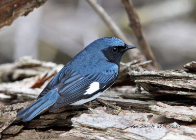 Black-throated Blue Warbler