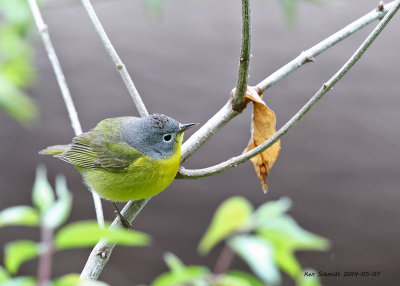 Nashville Warbler