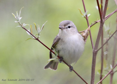 Warbling Warbler