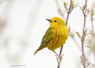 YellowWarbler