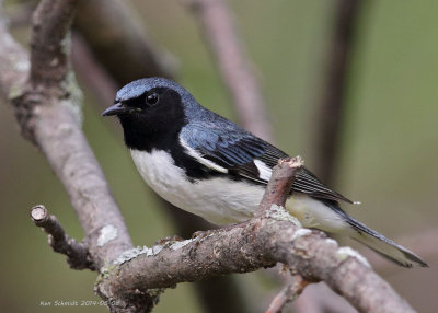 Black-throated Blue Warbler