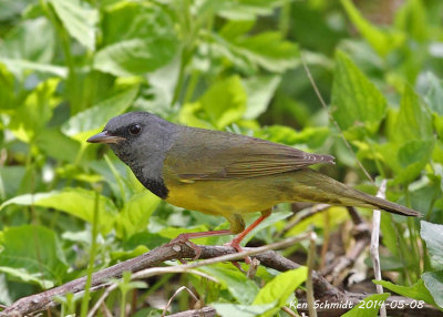 Mourning Warbler