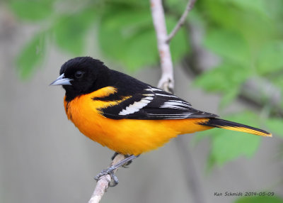 Baltimore Oriole