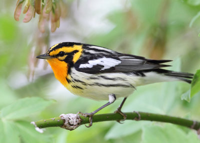 Blackburnian Warbler