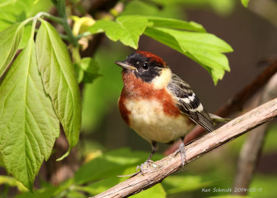 Bay-breasted Warbler