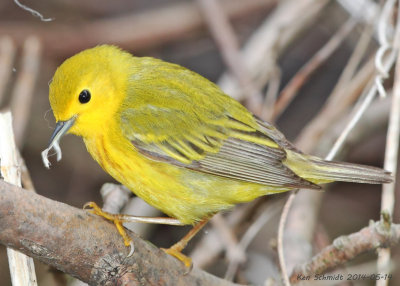 older adult female Yellow Warbler