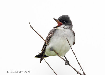 Eastern Kingbird