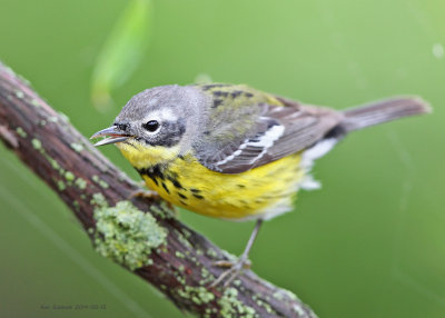 Magnolia Warbler