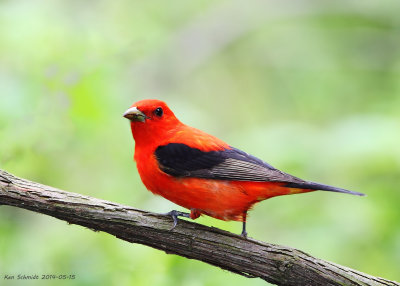 Scarlet Tanager