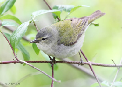 Tennessee Warbler