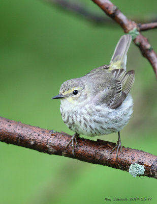 immature female Cape May Warbler