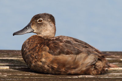 Ring-necked-Duck , female