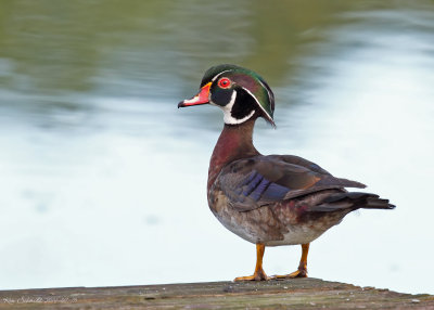Wood Duck ,male