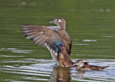 Wood Duck, female and chick
