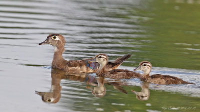 Wood Duck, female and family