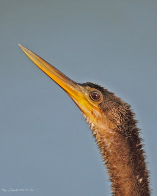 Anhinga