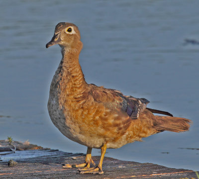 Wood Duck,female