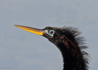 Anhinga, male