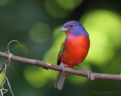 buntings_and_hummingbirds