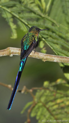 Violet-tailed-Sylph