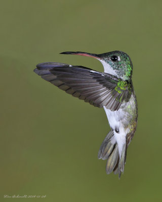 Andean-Emerald-Hummingbird
