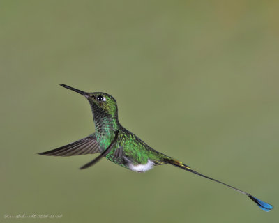 Booted-Racket-tail
