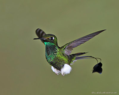 Booted-Racket-tail-hummingbird