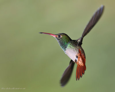 Rufous-tailed-Hummingbird