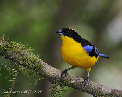 Blue-winged-Mountain-Tanager