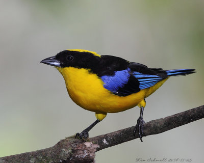 Blue-winged-Mountain Tanager