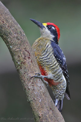 Black-cheeked-Woodpecker