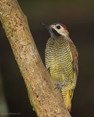 Golden-olive-Woodpecker