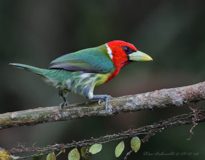 Red-headed-Barbet, male