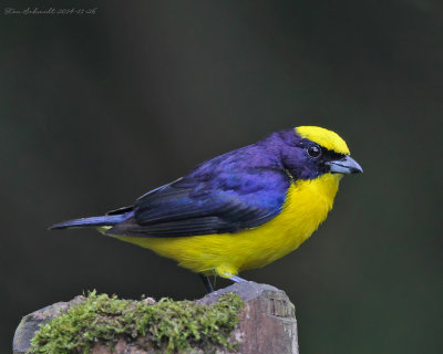 Thick-billed-Euphonia