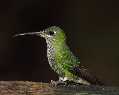 Green-crowned-Brilliantfemale