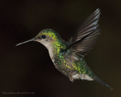 Green-crowned-Woodnymph