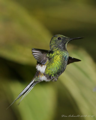 Green-Thorntail