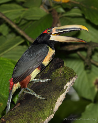 Pale-mandibled-Aracari or Collared Aracari