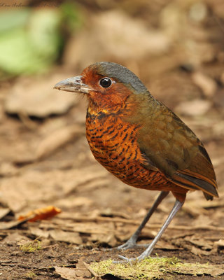 Giant-Antpitta