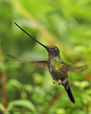 Sword-billed-Hummingbird