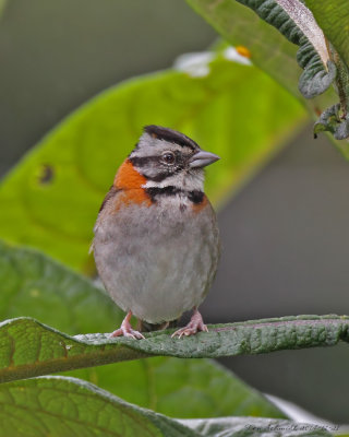 Rufous-collared-Sparrow